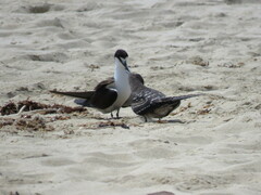 Onychoprion fuscatus