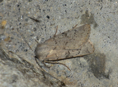 Epipsilia grisescens