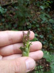 Cicerbita macrophylla