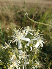 Clematis flammula