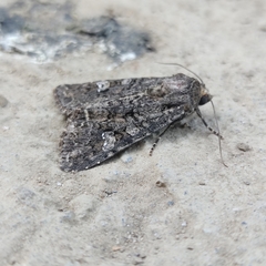 Mamestra brassicae