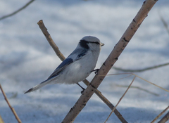 Cyanistes cyanus