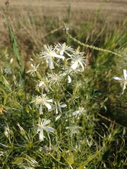 Clematis flammula