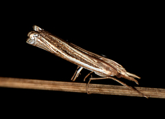 Ancylolomia