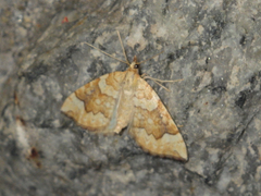 Eulithis populata