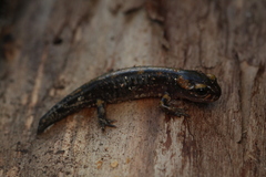 Salamandra salamandra