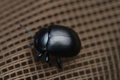 Chrysolina