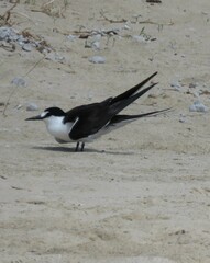 Onychoprion fuscatus