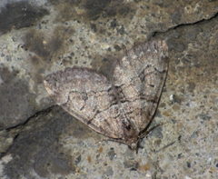 Thera cognata