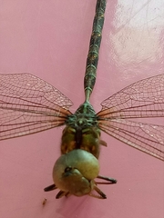 Gynacantha subinterrupta