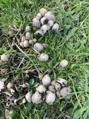 Coprinellus