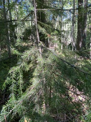 Abies sibirica