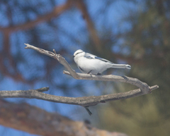 Cyanistes cyanus
