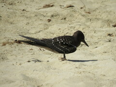 Onychoprion fuscatus