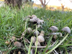Coprinellus