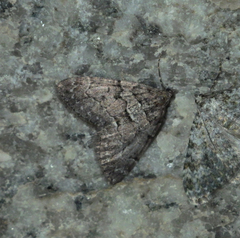 Thera cognata