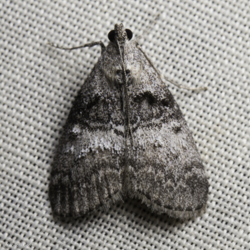Maple Webworm Moth
