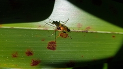 Ctenochares bicolorus