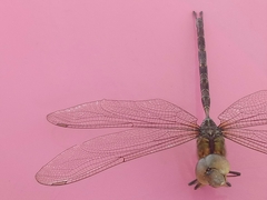 Gynacantha subinterrupta