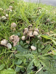 Coprinellus