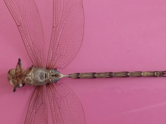 Gynacantha subinterrupta