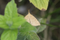 Polypogon tentacularia