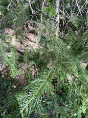 Abies sibirica