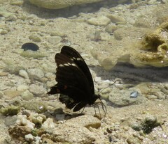 Papilio aegeus