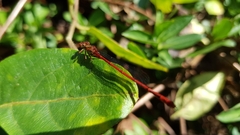 Xanthocnemis zealandica