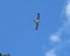 Pterodroma nigripennis