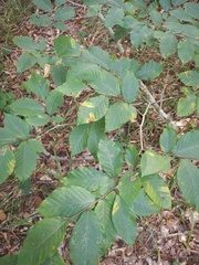 Fagus orientalis