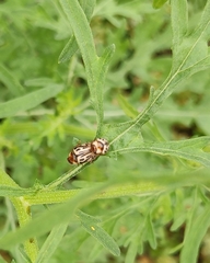 Zygogramma bicolorata