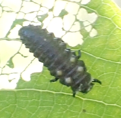 Cucujiformia