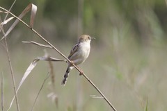 Cisticola galactotes