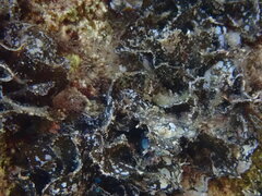 Stypopodium schimperi