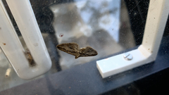 Costaconvexa centrostrigaria