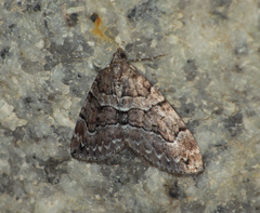Thera cognata
