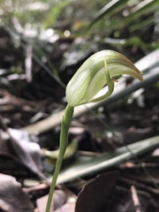 Pterostylis hildae