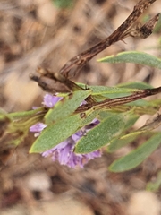 Globularia alypum