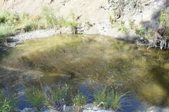 Hesperoleucus symmetricus