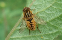 Parhelophilus frutetorum