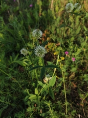 Trifolium montanum