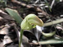 Pterostylis hildae