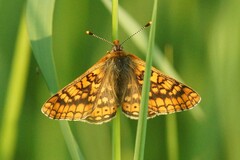 Euphydryas aurinia
