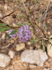 Globularia alypum