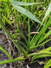 Sagittaria sagittifolia
