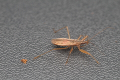 Nabidae