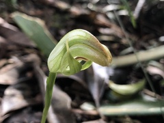 Pterostylis hildae