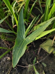 Sagittaria sagittifolia