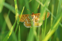 Euphydryas aurinia